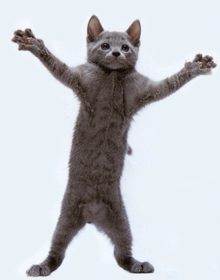 Just a dancing cat